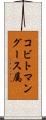 コビトマングース属 Scroll
