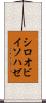 シロオビイソハゼ Scroll