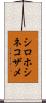 シロホシネコザメ Scroll