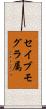 セイブモグラ属 Scroll