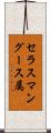 セラスマングース属 Scroll