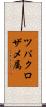 ツバクロザメ属 Scroll