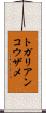 トガリアンコウザメ Scroll