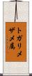 トガリメザメ属 Scroll