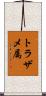 トラザメ属 Scroll