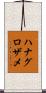 ハナグロザメ Scroll