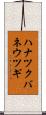ハナツクバネウツギ Scroll