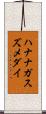 ハナナガスズメダイ Scroll