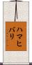 ハマヒバリ Scroll