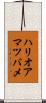 ハリオアマツバメ Scroll