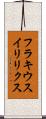 フラキウスイリリクス Scroll