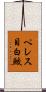ペレス目白鮫 Scroll