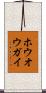 ホウオウガイ Scroll