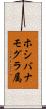 ホシバナモグラ属 Scroll