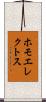 ホモ・エレクトス Scroll