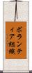 ボランティア組織 Scroll
