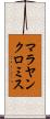 マラヤンクロミス Scroll