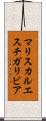 マリスカルエスチガリビア Scroll