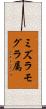 ミズラモグラ属 Scroll