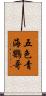 五色青海鸚哥 Scroll