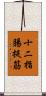 十二指腸提筋 Scroll