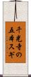 千光寺の五本スギ Scroll