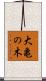 大亀の木 Scroll