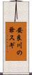安良川の爺スギ Scroll