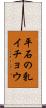 平石の乳イチョウ Scroll
