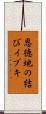 恩徳地の結びイブキ Scroll
