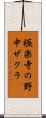 極楽寺の野中ザクラ Scroll