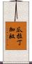 瓜拉丁加奴 Scroll