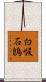 白喉石鵖 Scroll