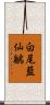 白尾藍仙鶲 Scroll