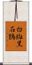 白斑黑石鵖 Scroll