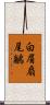 白眉扇尾鶲 Scroll