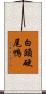 白頭硬尾鴨 Scroll