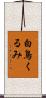 白鳥くるみ Scroll