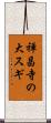禅昌寺の大スギ Scroll