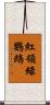 紅領綠鸚鵡 Scroll