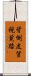 背側皮質視覚路 Scroll