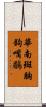 華南斑胸鉤嘴鶥 Scroll