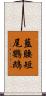 藍腰短尾鸚鵡 Scroll