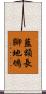 藍額長腳地鴝 Scroll