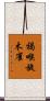 褐喉旋木雀 Scroll