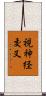 視神経交叉 Scroll