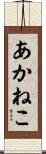 あかねこ Scroll