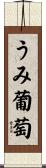 うみ葡萄 Scroll