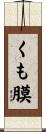 くも膜 Scroll