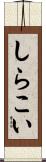 しらこい Scroll